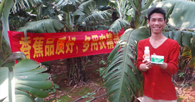 差距這么大， 是真的嗎？ 銀農故事匯—香蕉篇